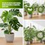 Mcbazel Tuteur en Mousse pour Monstera 150 cm - Treillis Flexible en Fibre de Coco avec Noyau en Aluminium et Accessoires 8