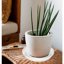 Bleuhome 2 Pack of 12 Inch Plant Saucers - Heavy Duty Plastic Deep Drainage Trays for Indoor and Outdoor Flower Pots 6