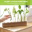 Stazione di Propagazione Idroponica con Supporto in Legno Massiccio e 8 Provette in Vetro Borosilicato - Kit per Piante Acquatiche e Decorazione Casa 3