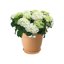 Elho Green Basics Saucer 53 Sottovaso per Interno ed Esterno - Marrone Mild Terra 3