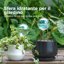 Bamworld Sfere di Irrigazione in Vetro Iridescente - Set da 2 Pezzi per Piante da Interno ed Esterno, Sistema di Auto-irrigazione Automatico per Vacanze 6