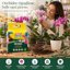 Vigorplant Terriccio Orchidee Professionale 10L - Substrato con Corteccia di Pino, Fibra di Cocco e Torba Baltica - Miscela Aerata e Drenante per Orchidee Epifite e Terrestri 7