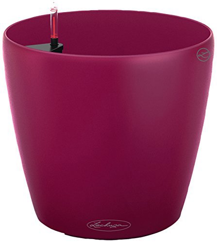 Lechuza Classico Color 28 Purple 11"