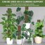 Kit 6 Bastoncini di Muschio in Plastica per Monstera - Supporto Autoirrigante con Asta a Forma di D e Accessori 6