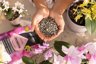 LECHUZA ORCHIDPON Substrato per Orchidee 6 Litri - Mix Minerale con Granulato Umico 3