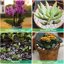 Legigo 8 Quarts Organic Horticultural Perlite - Natural Soil Additive for Drainage, Aeration and Root Growth 6