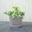 Root & Vessel Majestic Low Profile Cylinder Pot, Matte Gray, 6.5" 3