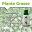 CIFO Concime Liquido Piante Grasse e Succulente 200ml - Fertilizzante con Ferro e Microelementi per Cactacee, Crassulacee e Agavacee - Favorisce Fioritura e Crescita Sana - Made in Italy 2