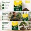 Vigorplant Terriccio Bonsai 5L - Substrato Professionale per Conifere e Latifoglie con Pomice Vulcanica e Argilla - Drenante e Aerato per Rinvaso e Salute Radicale 8