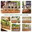 Plant Propagation Station with Wooden Stand, 10 Borosilicate Glass Test Tube Vases for Hydroponics and Indoor Plant Cuttings 6