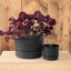 Root & Vessel Majestic Low Profile Cylinder Pot, Matte Black, 12.5" 3