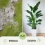 Albagarden Olio di Neem per Piante 1 Litro - Insetticida Naturale Concentrato contro Afidi, Cocciniglia, Acari e Pidocchi - Trattamento Biologico per Orto, Giardino, Fiori e Bonsai 5