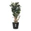 Elho Greenville Round 47 Vaso con serbatoio idrico integrato per Interno/esterno, Plastica Riciclata Ø 47.0 x H 44.0 cm - Nero/Living Black 3