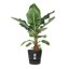 Elho Greenville Round 30 Vaso con serbatoio idrico integrato per Interno/esterno, Plastica Riciclata Ø 29.5 x H 27.8 cm - Nero/Living Black 3